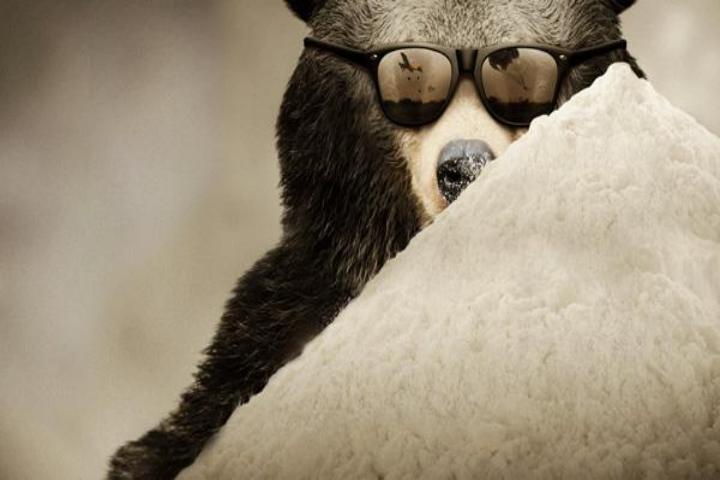 Οδηγός γονέων Cocaine Bear