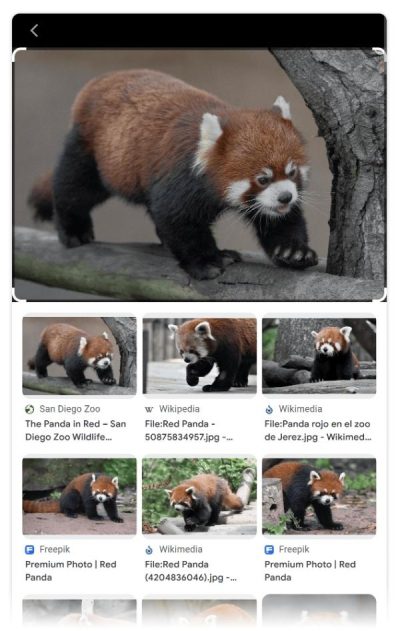How-do-you-search-using-an-image-on-Google-3 How do you search using an image on Google 3
