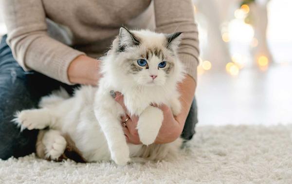 Ragdoll kočky