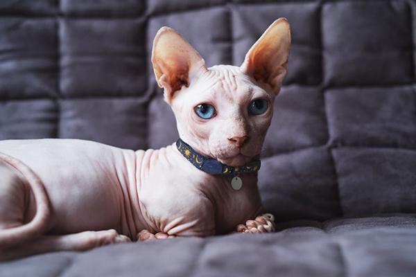Kočky sphynx